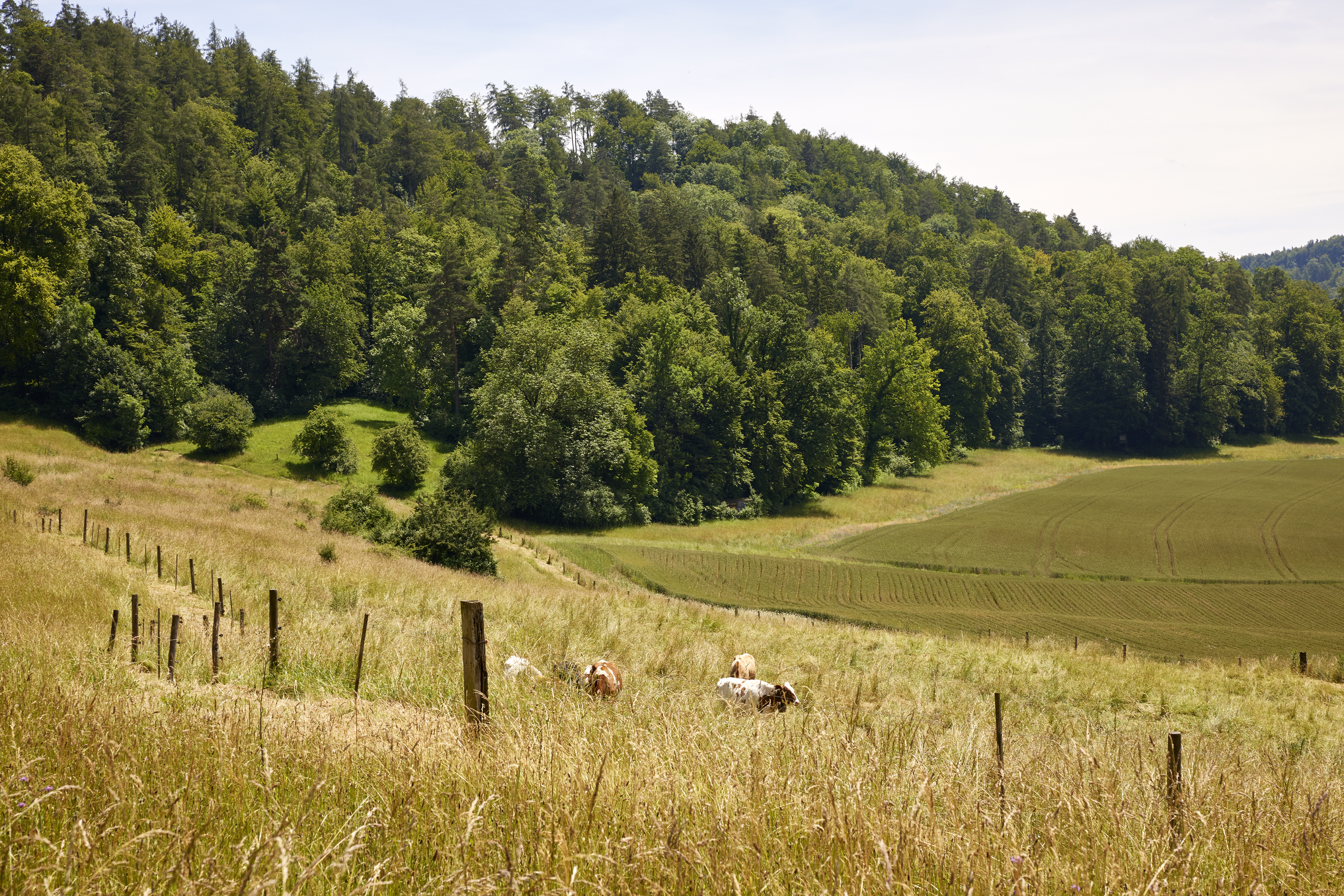 Kulturwanderung Einfach Z Uerich Museum Schaffen Daettnau Winterthur 0143 final
